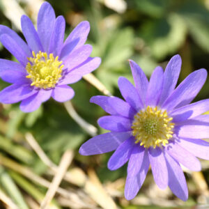 Floral Photography