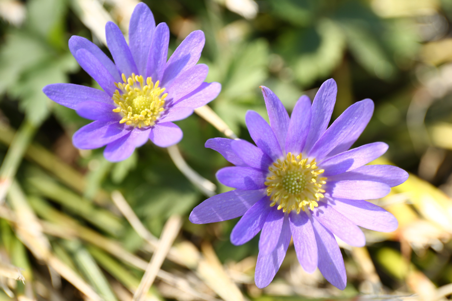 Floral Photography