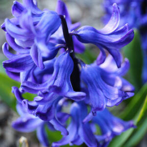 Floral Photography