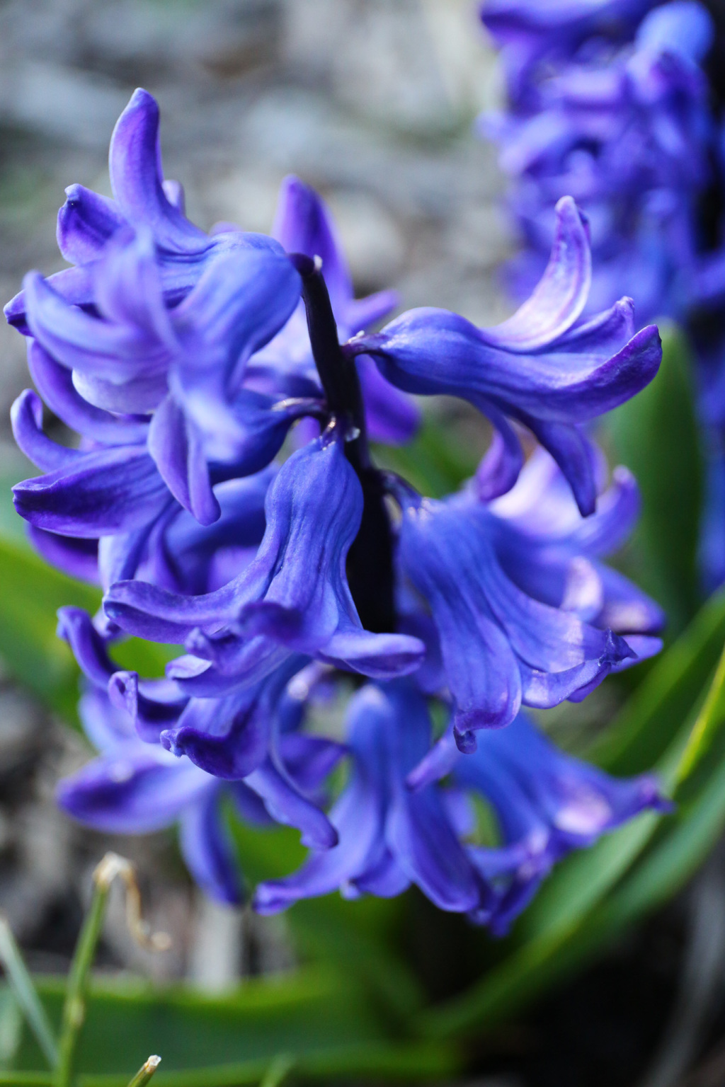 Floral Photography
