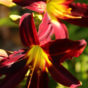 Floral Photography