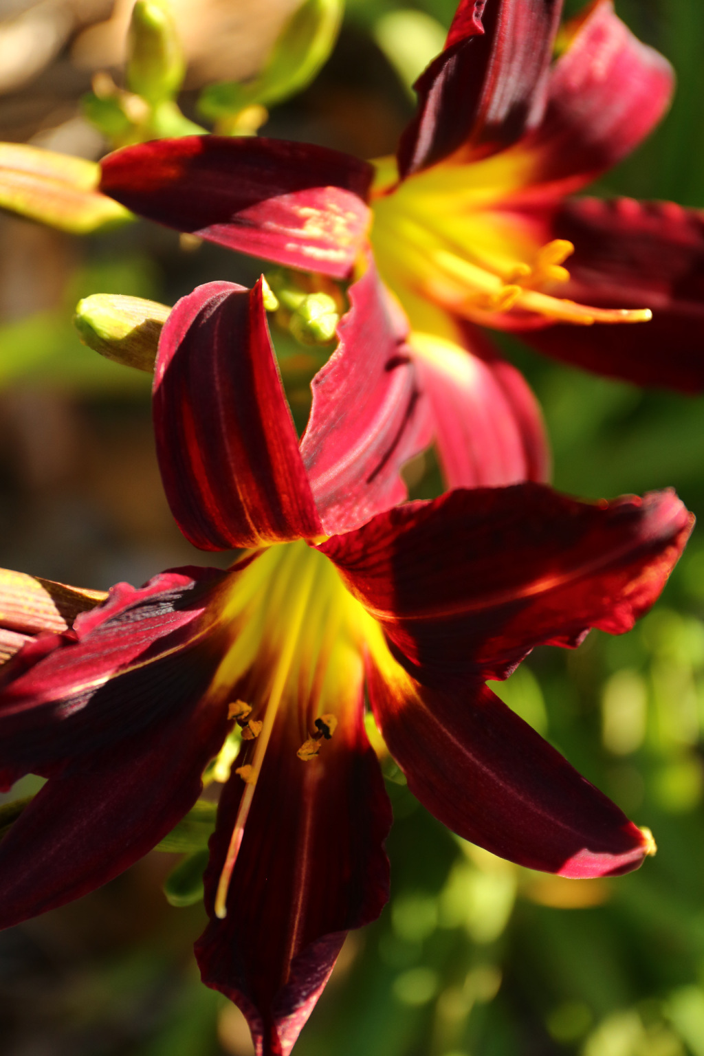 Floral Photography