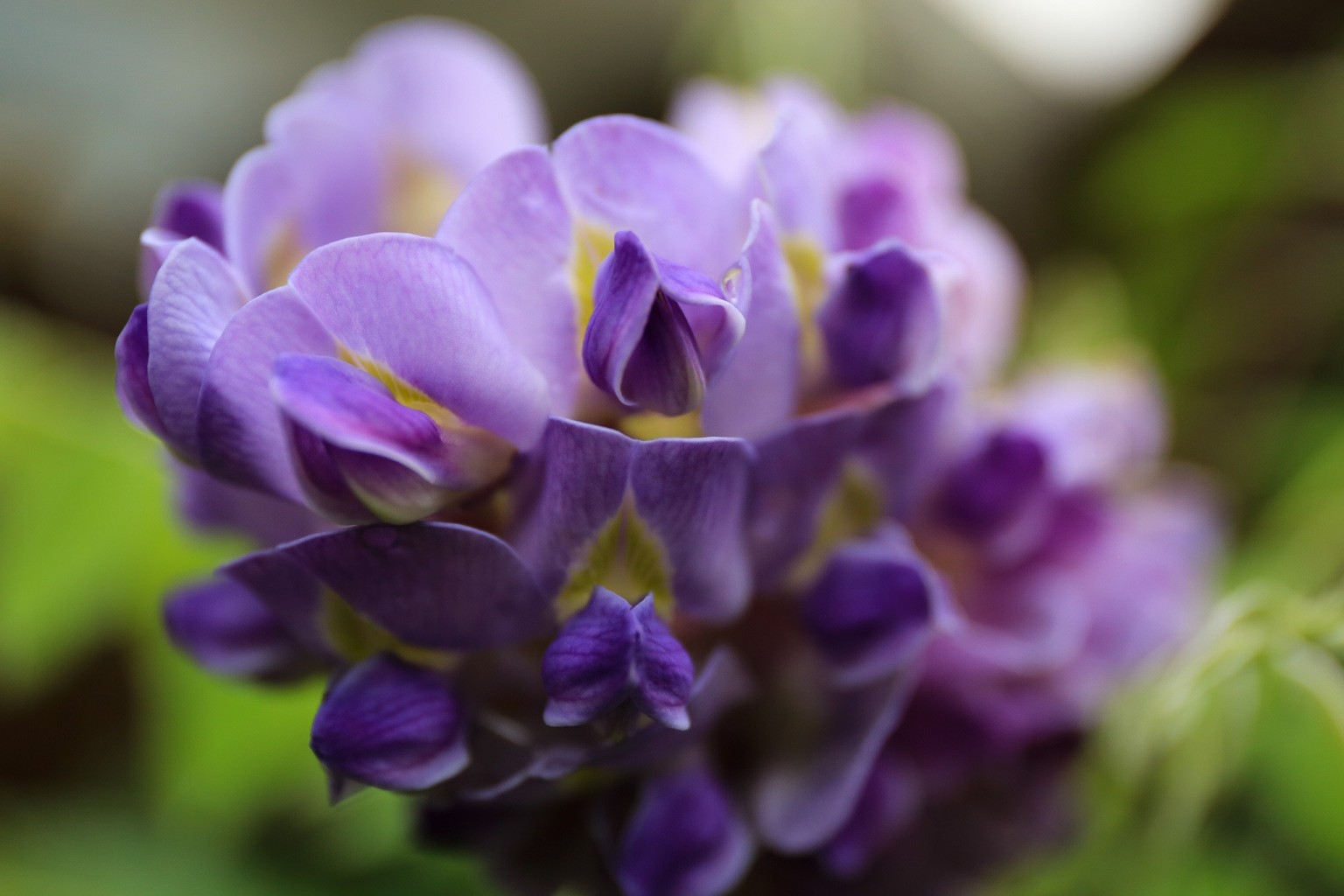 Floral Photography