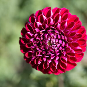 Floral Photography
