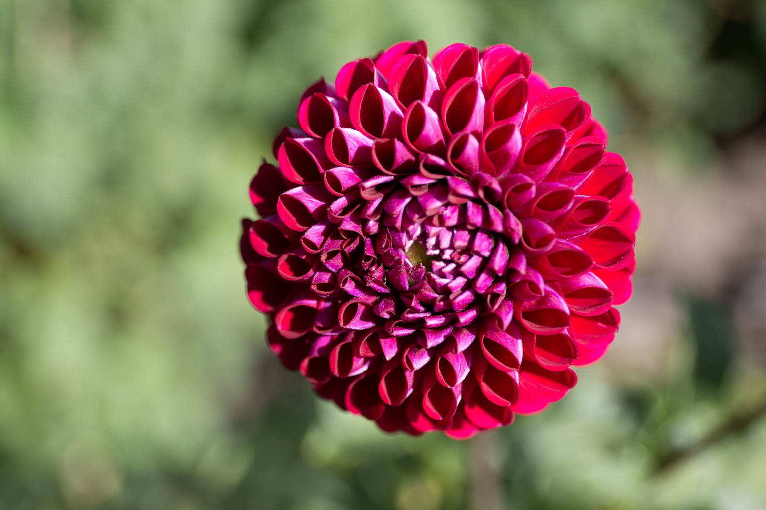 Floral Photography