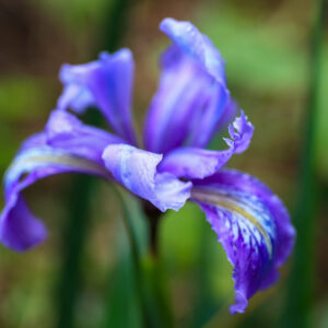 Mini Purpleness