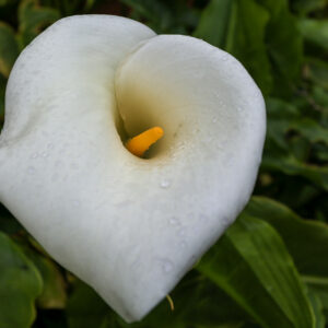 White Flower Morning
