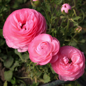 Triple Pink