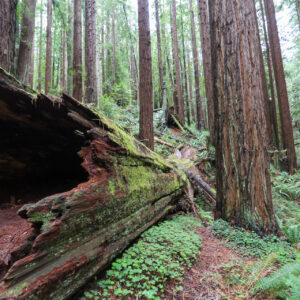 Redwoods Walk