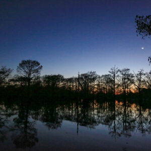 More Louisiana Trees