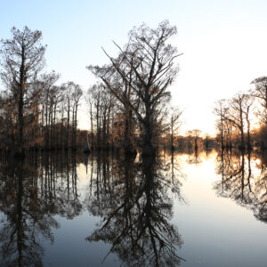Louisiana Trees #2