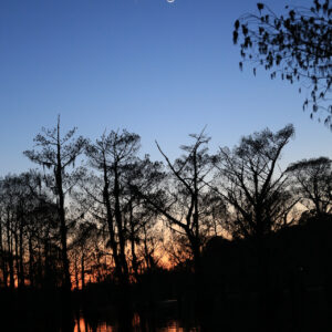 Louisiana Trees #3