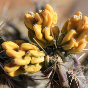 Texas Fruit
