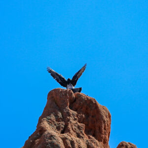 Mountain Pigeon