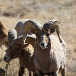 Rams Look