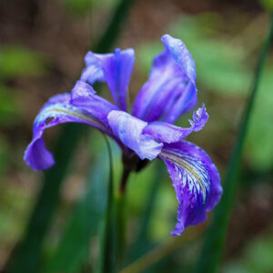 Tiger Lilly