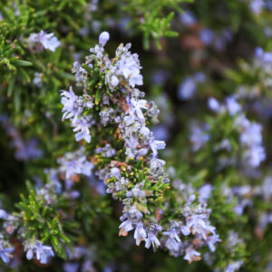 Northern Cali Blooms