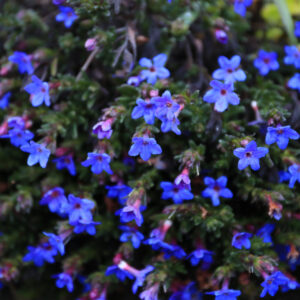Sage Purple