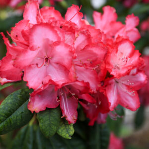 Pink Blooms
