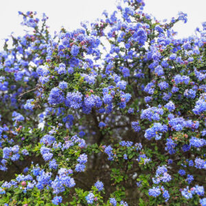Northern Cali Blooming Bush