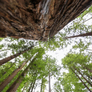 Redwood Heights