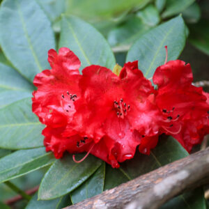 Red Flowers