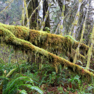 Mossy Walk