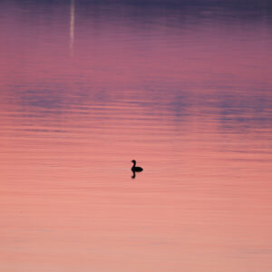 One Duck Sunrise