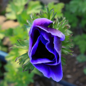 Purple Bloom
